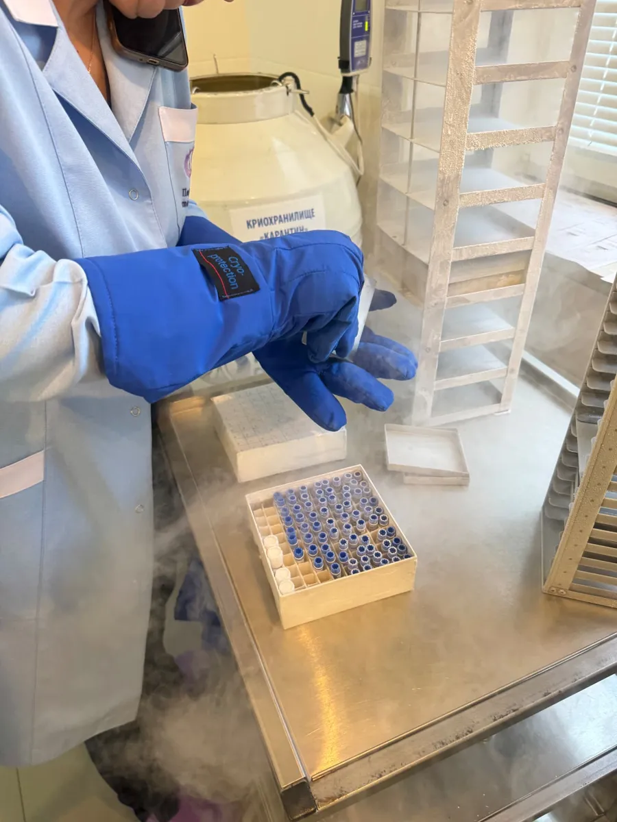 Box of cryopreserved vials handled with cryogenic gloves